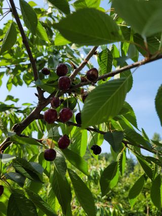진성체리님의 그동안 생산한 농작물은? · 참여글 작성글 사진