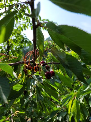 진성체리님의 그동안 생산한 농작물은? · 참여글 작성글 사진