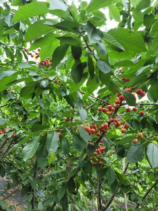 진성체리님의 그동안 생산한 농작물은? · 참여글 작성글 사진