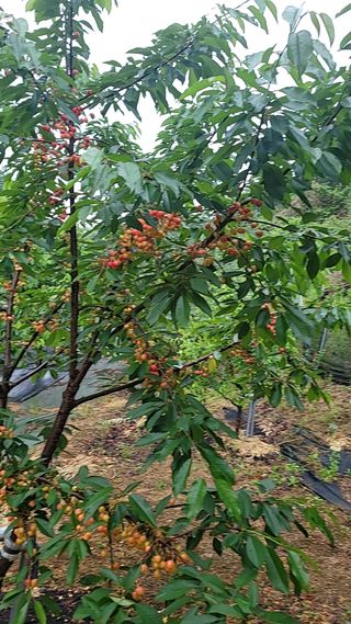 진성체리님의 그동안 생산한 농작물은? · 참여글 작성글 사진