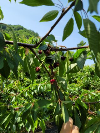 진성체리님의 그동안 생산한 농작물은? · 참여글 작성글 사진
