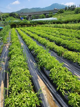 김옥희님의 그동안 생산한 농작물은? · 참여글 작성글 사진