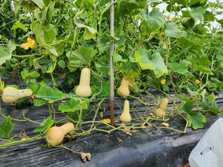 김옥희님의 그동안 생산한 농작물은? · 참여글 작성글 사진