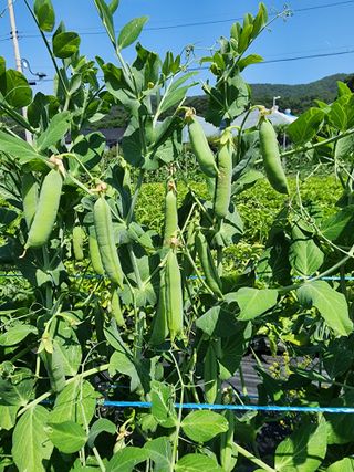 김옥희님의 그동안 생산한 농작물은? · 참여글 작성글 사진