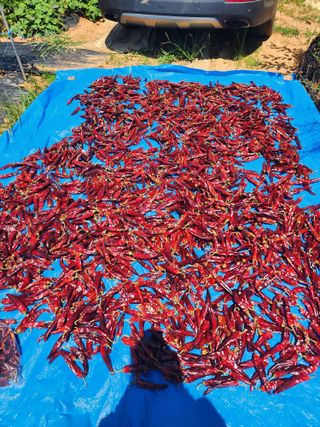 김옥희님의 그동안 생산한 농작물은? · 참여글 작성글 사진