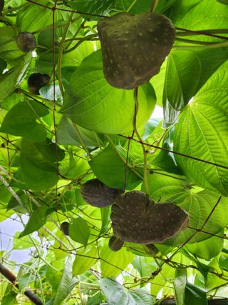 김옥희님의 그동안 생산한 농작물은? · 참여글 작성글 사진
