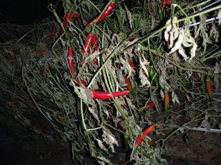 이름없음유성일님의 기타작물 · 자유게시판 작성글 사진