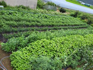 명희허니님의 그동안 생산한 농작물은? · 참여글 작성글 사진