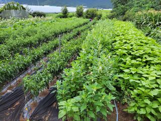 명희허니님의 그동안 생산한 농작물은? · 참여글 작성글 사진