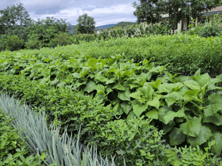 명희허니님의 그동안 생산한 농작물은? · 참여글 작성글 사진