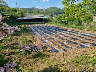 여백님의 그동안 생산한 농작물은? · 참여글 작성글 사진