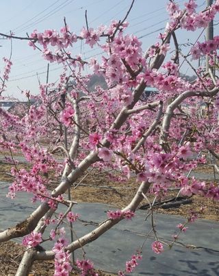 여백님의 그동안 생산한 농작물은? · 참여글 작성글 사진