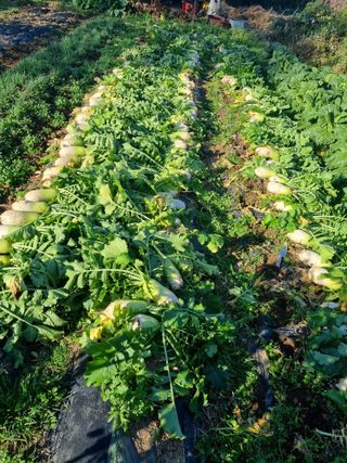 여백님의 그동안 생산한 농작물은? · 참여글 작성글 사진