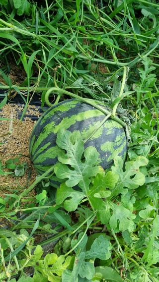 여백님의 그동안 생산한 농작물은? · 참여글 작성글 사진