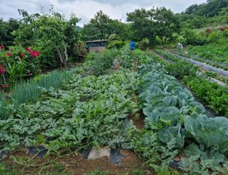 여백님의 그동안 생산한 농작물은? · 참여글 작성글 사진