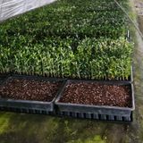 팜모닝 그동안 생산한 농작물은?·참여글 게시글 이미지