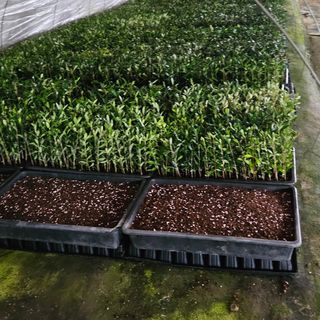 최영수님의 그동안 생산한 농작물은? · 참여글 작성글 사진