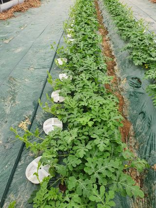 최영수님의 그동안 생산한 농작물은? · 참여글 작성글 사진