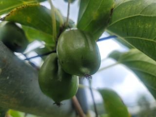 이승준님의 그동안 생산한 농작물은? · 참여글 작성글 사진