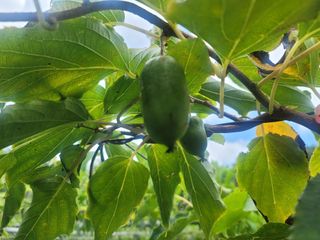 이승준님의 그동안 생산한 농작물은? · 참여글 작성글 사진