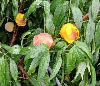 농장주되는게꿈님의 그동안 생산한 농작물은? · 참여글 작성글 사진