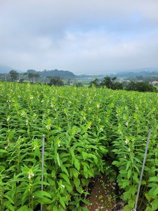 농장주되는게꿈님의 그동안 생산한 농작물은? · 참여글 작성글 사진