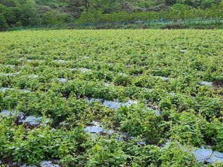 농장주되는게꿈님의 그동안 생산한 농작물은? · 참여글 작성글 사진