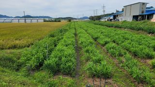 박태영님의 그동안 생산한 농작물은? · 참여글 작성글 사진