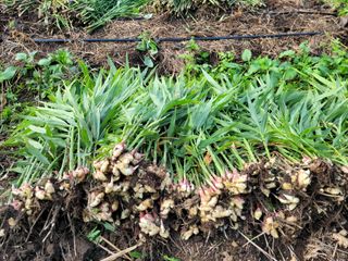 박태영님의 그동안 생산한 농작물은? · 참여글 작성글 사진