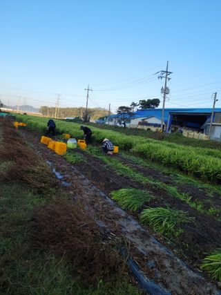 박태영님의 그동안 생산한 농작물은? · 참여글 작성글 사진