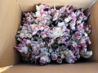 박태영님의 그동안 생산한 농작물은? · 참여글 작성글 사진