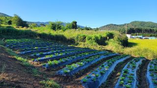 박태영님의 그동안 생산한 농작물은? · 참여글 작성글 사진