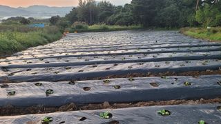 박태영님의 그동안 생산한 농작물은? · 참여글 작성글 사진