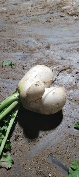 박태영님의 그동안 생산한 농작물은? · 참여글 작성글 사진