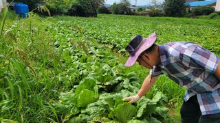 박태영님의 그동안 생산한 농작물은? · 참여글 작성글 사진