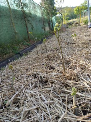 박해복님의 그동안 생산한 농작물은? · 참여글 작성글 사진