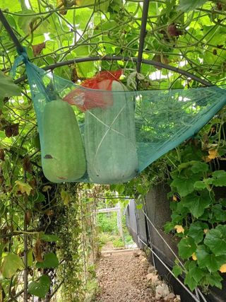 박해복님의 그동안 생산한 농작물은? · 참여글 작성글 사진