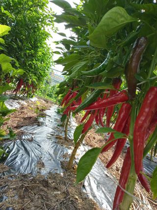 박해복님의 그동안 생산한 농작물은? · 참여글 작성글 사진