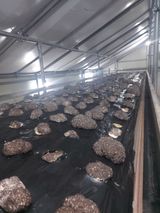 팜모닝 그동안 생산한 농작물은?·참여글 게시글 이미지