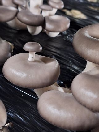 임영택님의 그동안 생산한 농작물은? · 참여글 작성글 사진