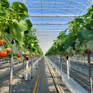 달구딸기님의 자유주제 · 자유게시판 작성글 사진