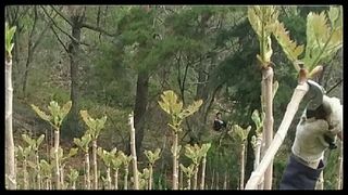 알 수 없음님의 두릅 · 수확 작성글 사진