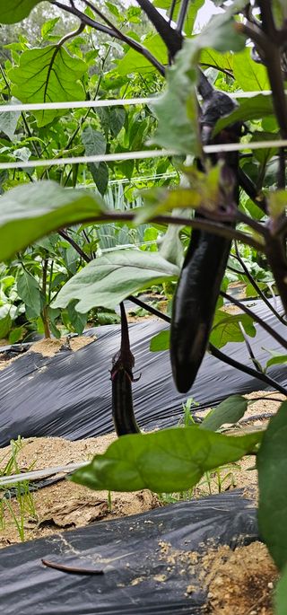 실크로드님의 그동안 생산한 농작물은? · 참여글 작성글 사진