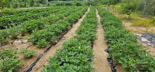 실크로드님의 그동안 생산한 농작물은? · 참여글 작성글 사진