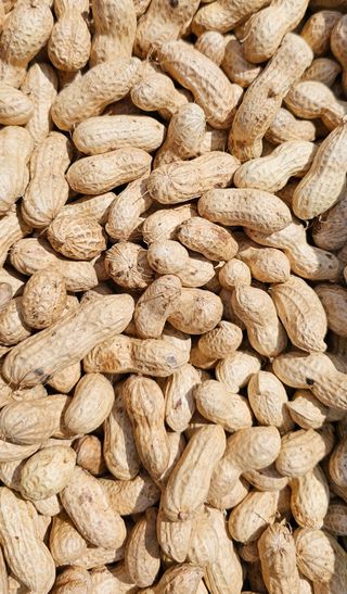 실크로드님의 그동안 생산한 농작물은? · 참여글 작성글 사진