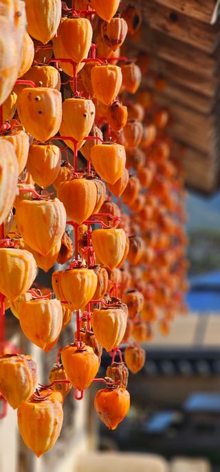 실크로드님의 그동안 생산한 농작물은? · 참여글 작성글 사진