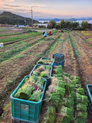 고흥거금도농부님의 그동안 생산한 농작물은? · 참여글 작성글 사진