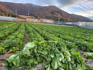 고흥거금도농부님의 그동안 생산한 농작물은? · 참여글 작성글 사진