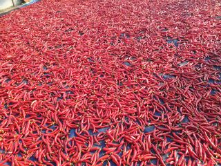 고흥거금도농부님의 그동안 생산한 농작물은? · 참여글 작성글 사진