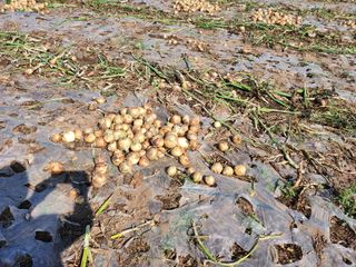 고흥거금도농부님의 그동안 생산한 농작물은? · 참여글 작성글 사진